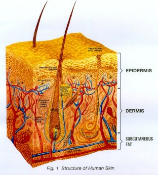 Structure of Human Skin